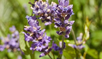 Einfach natürlich schön.